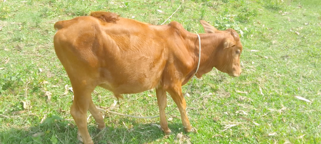 a photo of a young red cow